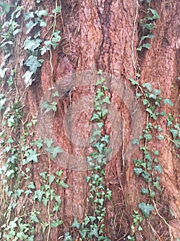 Ivy growing on treetrunk photo